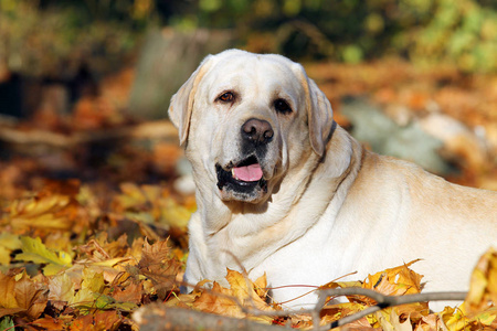 秋天公园里一只漂亮的黄色拉布拉多犬