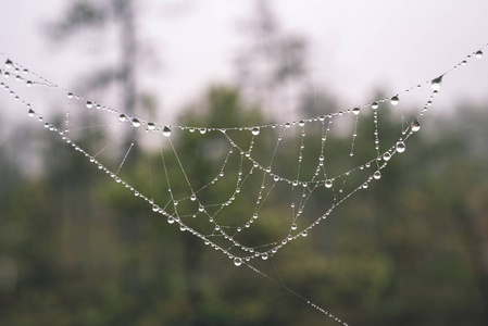 美丽的蜘蛛网和雾蒙蒙的森林滴图片