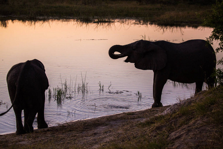 南非日落时，大象从河中饮水