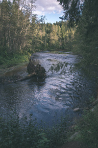拉脱维亚的阿马塔河，夏天周围有绿色森林