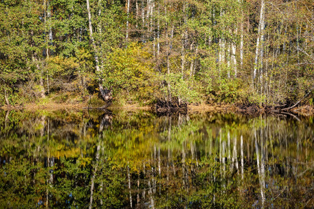 秋天森林景观的风景与树木和河流