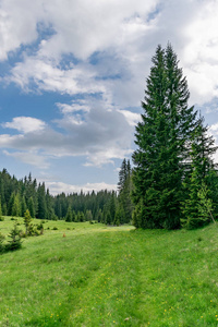 高山森林中绿色草地的风景