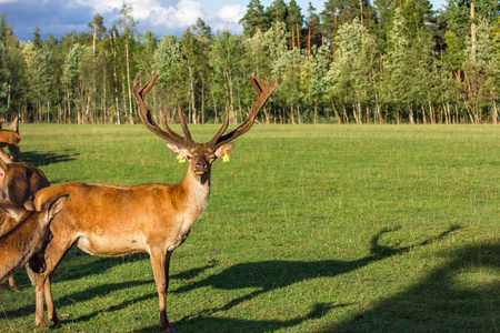 在拉脱维亚到处奔跑的驯鹿的特写镜头，身后是绿草