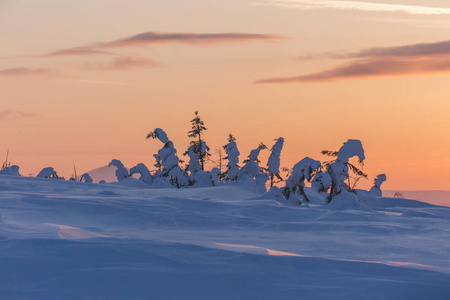 白雪覆盖的树。 乌拉尔山北部霜冻的黎明俄罗斯科米共和国