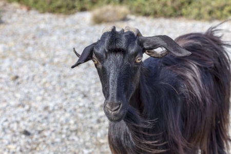 阳光明媚的一天，一只黑山羊在山上的路上的肖像拉西提地区克里特岛希腊