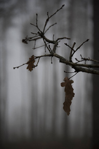 雾蒙蒙的神秘森林背景上树枝的特写