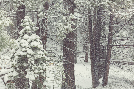 冬季雪覆盖森林。 很适合圣诞节背景。