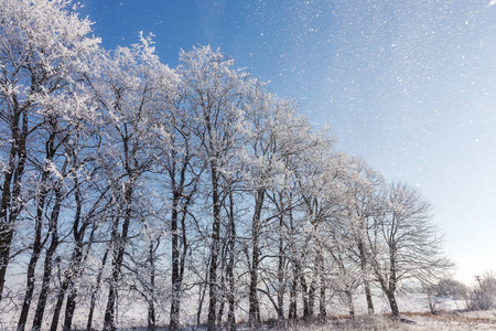 美丽的冬季景观背景，白雪覆盖的树木和冰河。 美丽阳光的冬天背景。 仙境。 雪林中霜冻的树。 阳光下宁静的冬日自然