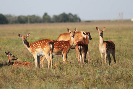 野生自然草原上的一群斑点鹿。 鹿日本颈鹿也被称为斑点鹿或日本鹿在奥斯卡尼亚新野生动物园的草原。 野生动物和动物摄影