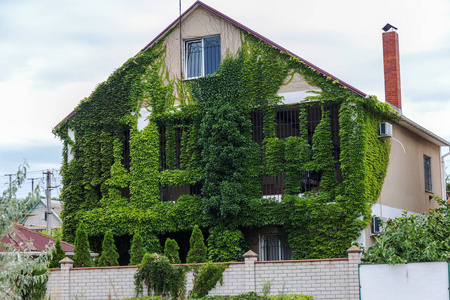 绿色常春藤覆盖的现代房子。绿色卷曲的常春藤生长在房子的墙上。房子的窗户从常春藤覆盖的房子墙上往外看。城市生态与绿色生活，城市环境