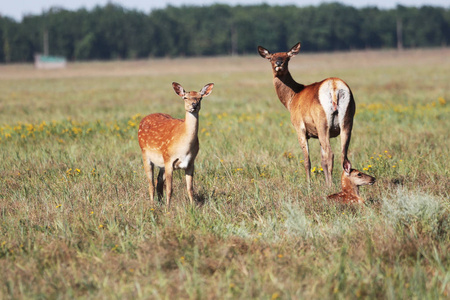 野生自然草原上的一群斑点鹿。 鹿日本颈鹿也被称为斑点鹿或日本鹿在奥斯卡尼亚新野生动物园的草原。 野生动物和动物摄影
