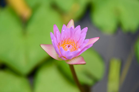 和平池塘里的粉红色莲花。