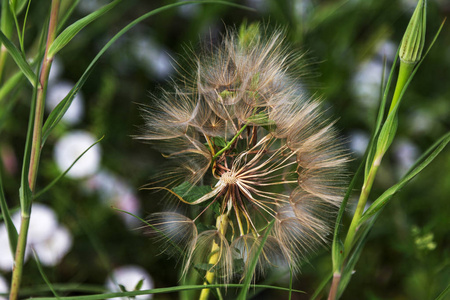 阳光下的蒲公英种子。 一个成熟的蒲公英的头部，有飞行的种子，并在一个自然背景上看到蒲公英内的景色。 风吹落成熟的挥发性种子