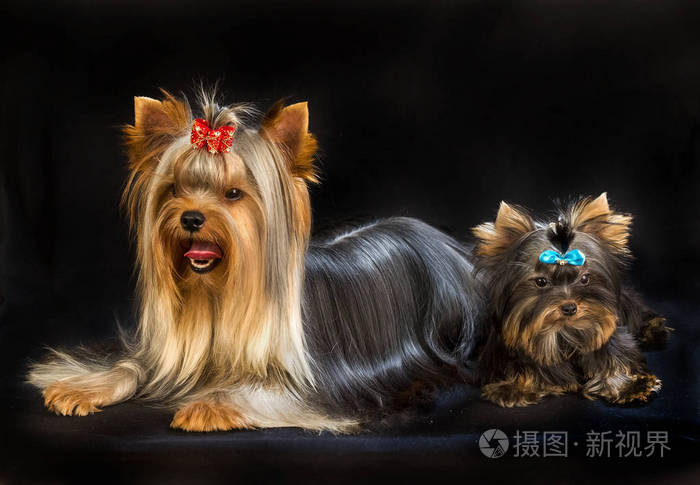 约克尔斯基猎犬在工作室的黑色背景. 迷人的狗秀上有一头漂亮的狗毛.