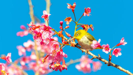 樱花上的日本白眼竹节