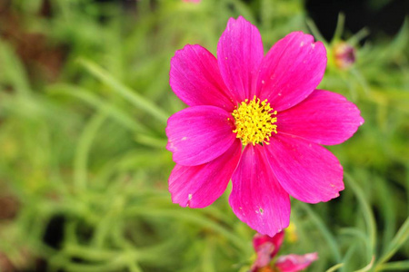 美丽的宇宙花园里五颜六色的花