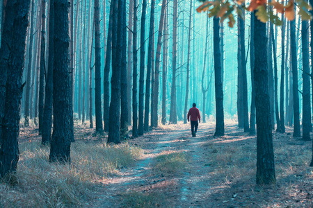 一个人一大早就沿着一条森林路走