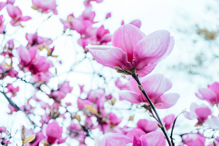 玉兰花开花背景