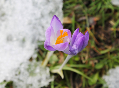 初春雪中浅紫色番红花近照