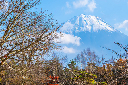 日本秋季环湖枫叶树的富士山美景