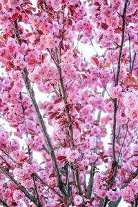 背景粉红色樱桃樱花花