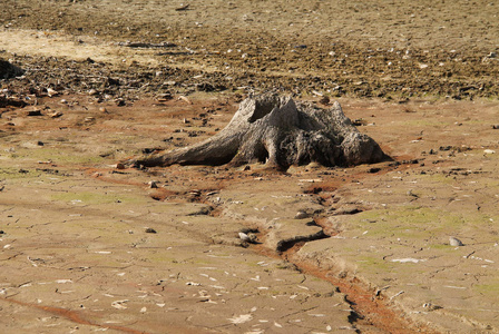 干枯池塘底部有露根的枯树桩