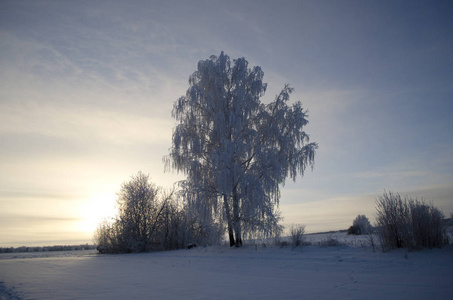 树上的霜冻冬天的早晨