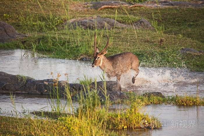 一系列照片,描绘了一个雄性waterbuck(kobus,省略号)在南非克鲁格国家