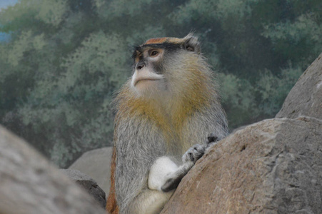 帕塔斯猴子坐在岩石上