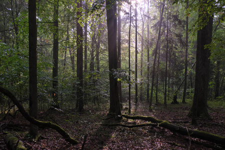 雾蒙蒙的日出早晨，落叶林，老橡树和角束树，双亚洛维萨森林，波兰，欧洲