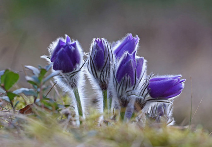 紫花珍稀野生森林春天的美