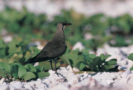 自然栖息地的野生鸟类图片