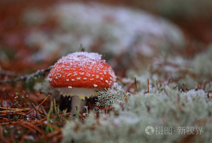 深秋蘑菇经常被雪覆盖