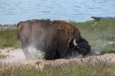 美国黄石国家公园拉马尔谷的美国野牛