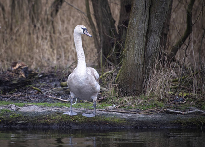  Young swan stands alona the side of the river