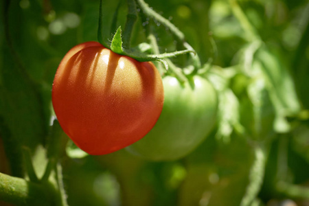 红番茄，蕃茄，果园，农田，农场