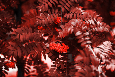 红色杨梅为生活珊瑚背景电话或笔记本电脑壁纸背景。 以本季实际颜色为主题的色调自然背景活珊瑚