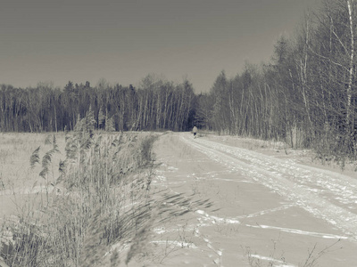 干枯的草和秃秃的树木，白雪皑皑的风景