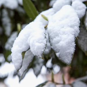 覆盖着雪的树叶，接近正方形的图像