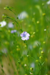 北海道夏季亚麻