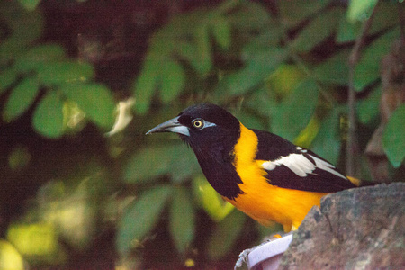 委内瑞拉群鸟冰天雪地发现于委内瑞拉热带森林。