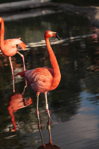 粉红加勒比火烈鸟，腓尼基翅目鲁伯，在羊群火烈鸟的繁殖季节在迈阿密，佛罗里达州。