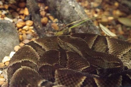 在墨西哥和南美洲发现了假蛇。