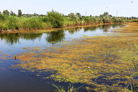 垂死的小河长满了沼泽植物。 周围污染跨越藻类的快速生长。 生态问题。 水中的垃圾。 塑料瓶污染自然。 河里的瓶子和垃圾