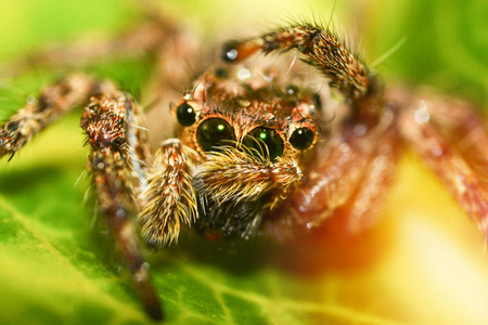 跳跃蜘蛛美丽的接近跳跃蜘蛛五颜六色的大自然绿叶植物背景小跳跃蜘蛛在叶子上极端宏观昆虫棕色黑蜘蛛