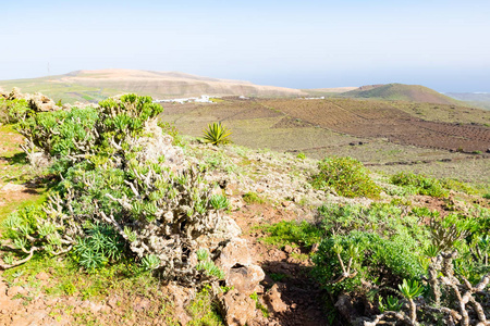西班牙兰萨罗特加那利群岛以北叶村附近VulcanoLa电晕下的绿色植物。