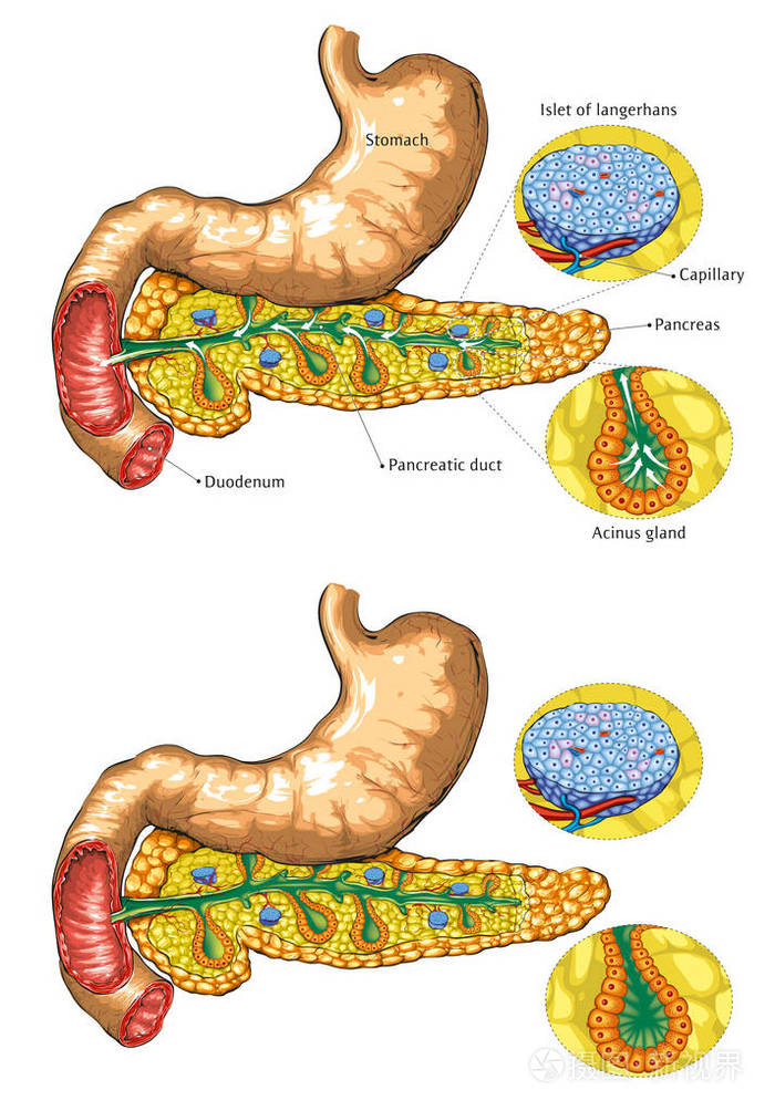 胰腺解剖的矢量插图