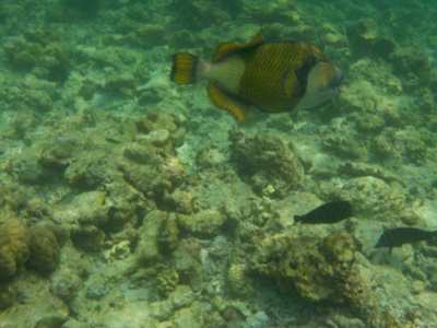 潜水时用鱼观赏水下海洋生物图片