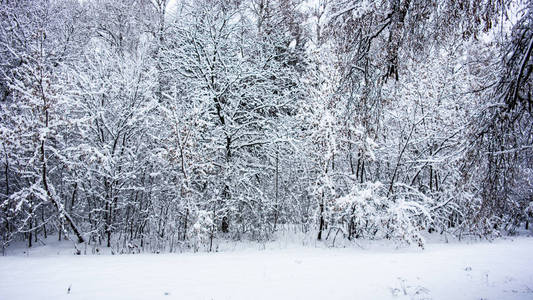 乌克兰基辅公园降雪。 美丽的风景。 冬季森林