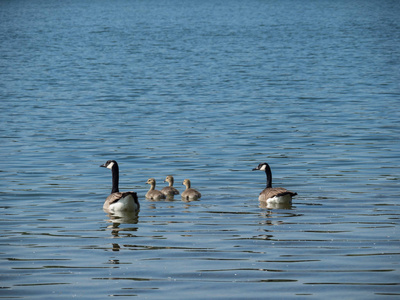 春天，两只加拿大鹅和三只鹅在湖上游泳